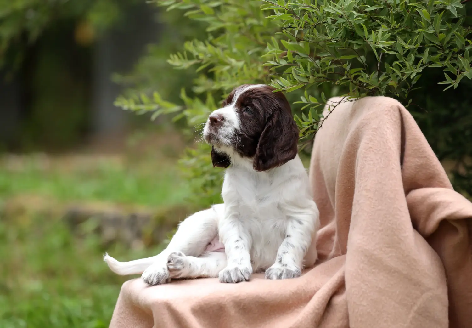 Comprar um cachorro Springer Spaniel Inglês significa assumir responsabilidades! Comprar cachorros Springer Spaniel inglês.