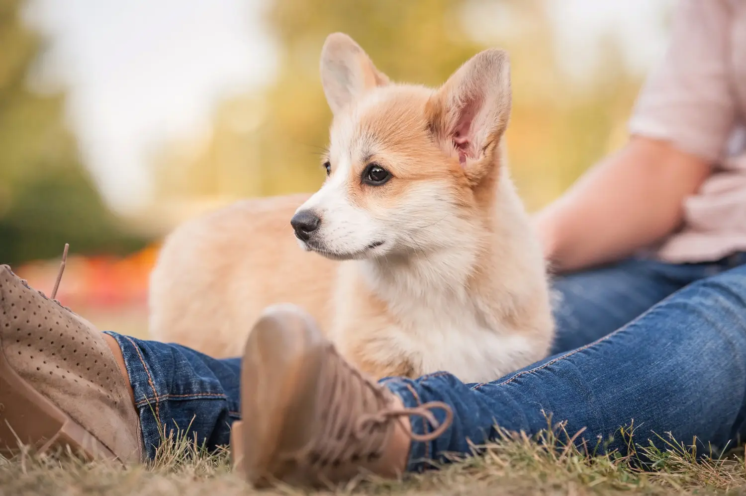 Comprar um cachorro Corgi de Gales significa assumir responsabilidades! Comprar cachorros Welsh Corgi.