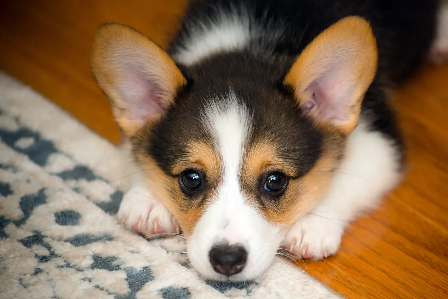 Comprar um cachorro Corgi de Gales significa assumir responsabilidades! Comprar cachorros Welsh Corgi.
