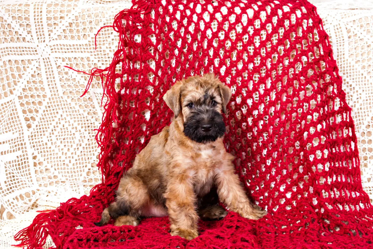Comprar um cachorro da raça Irish Soft Coated Wheaten Terrier significa assumir responsabilidades! Comprar cachorros Wheaten Terrier revestidos de peles macias irlandeses.