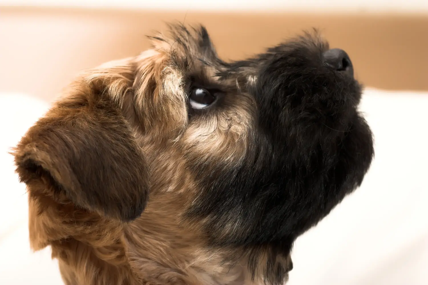 Comprar um cachorro da raça Irish Soft Coated Wheaten Terrier significa assumir responsabilidades! Comprar cachorros Wheaten Terrier revestidos de peles macias irlandeses.