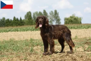 Read more about the article Criadores de pelo comprido alemão e cachorros na República Checa