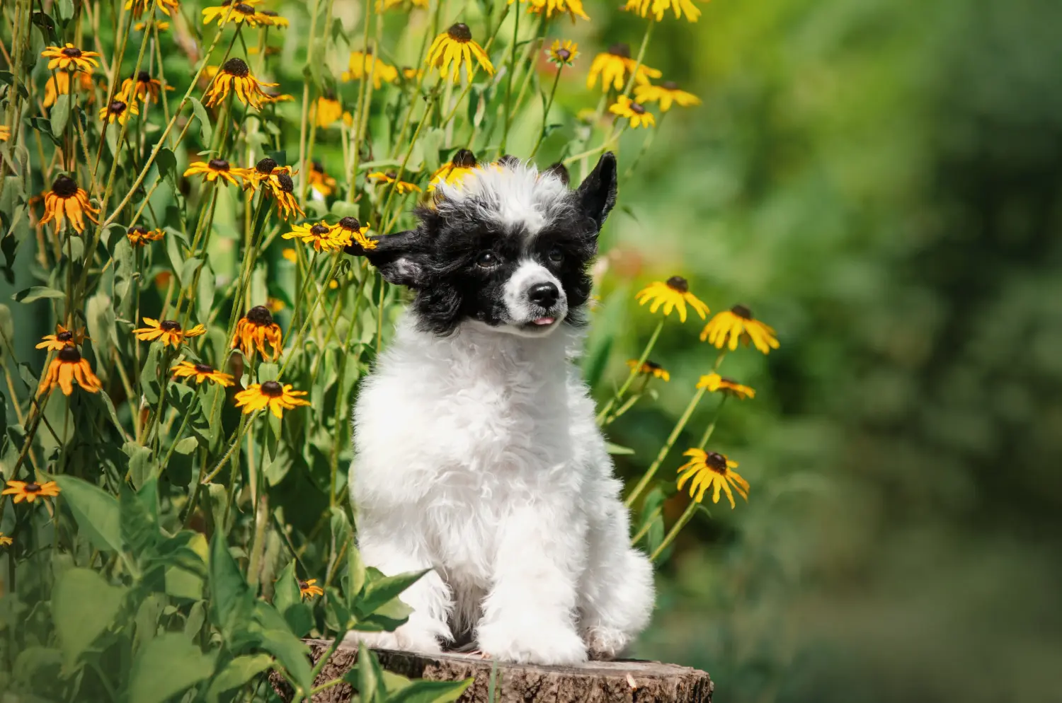 Comprar um cachorro do Cão de Crista Chinês significa assumir a responsabilidade! Comprar cachorros de cão de crista chinês.