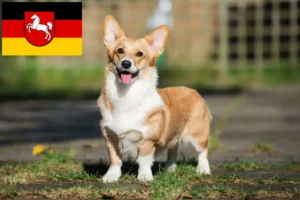 Read more about the article Criadores de Welsh Corgi e cachorros na Baixa Saxónia