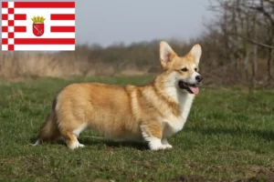 Read more about the article Criadores de Welsh Corgi e cachorros em Bremen