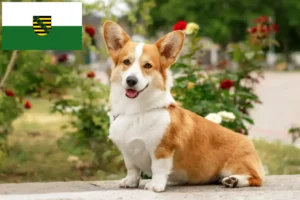 Read more about the article Criadores de Welsh Corgi e cachorros em Saxónia