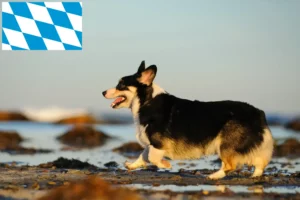 Read more about the article Criadores de Welsh Corgi e cachorros na Baviera