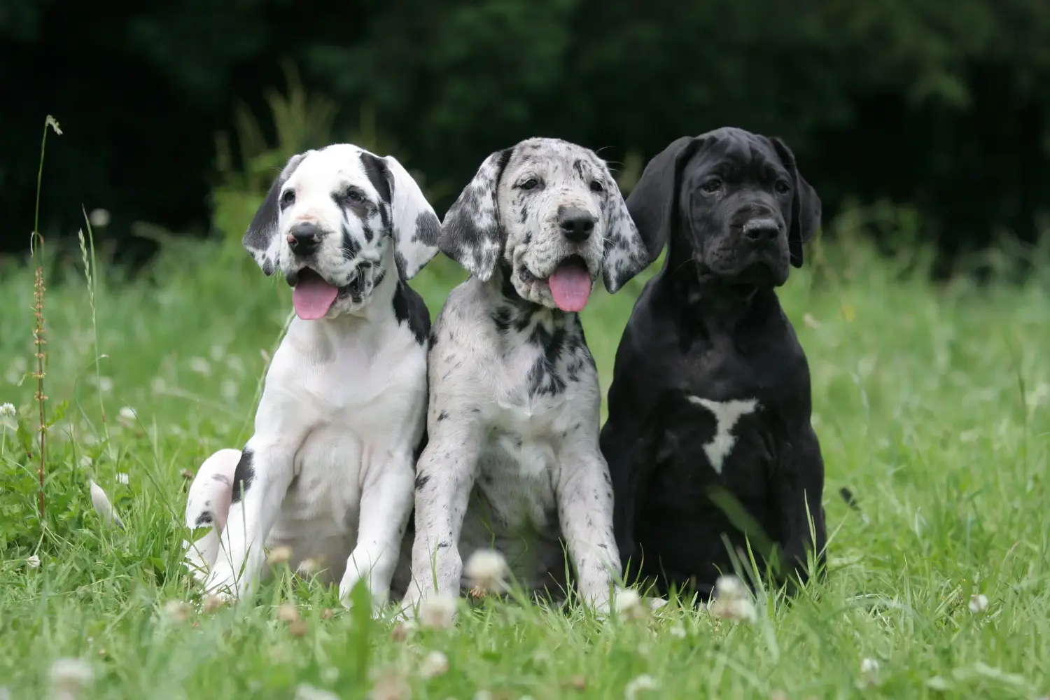 Comprar um cachorro da raça Dogue Alemão significa assumir responsabilidades! Comprar cachorros da raça Dogue Alemão.