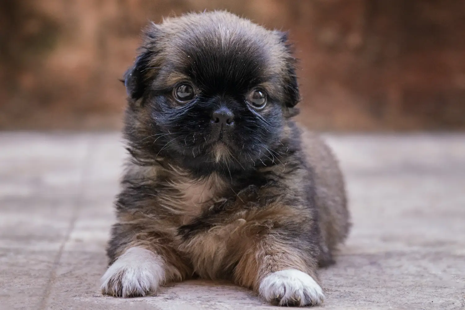 Comprar um cachorro Griffon Anão Belga significa assumir responsabilidades! Comprar cachorros Griffon Anão Belga.