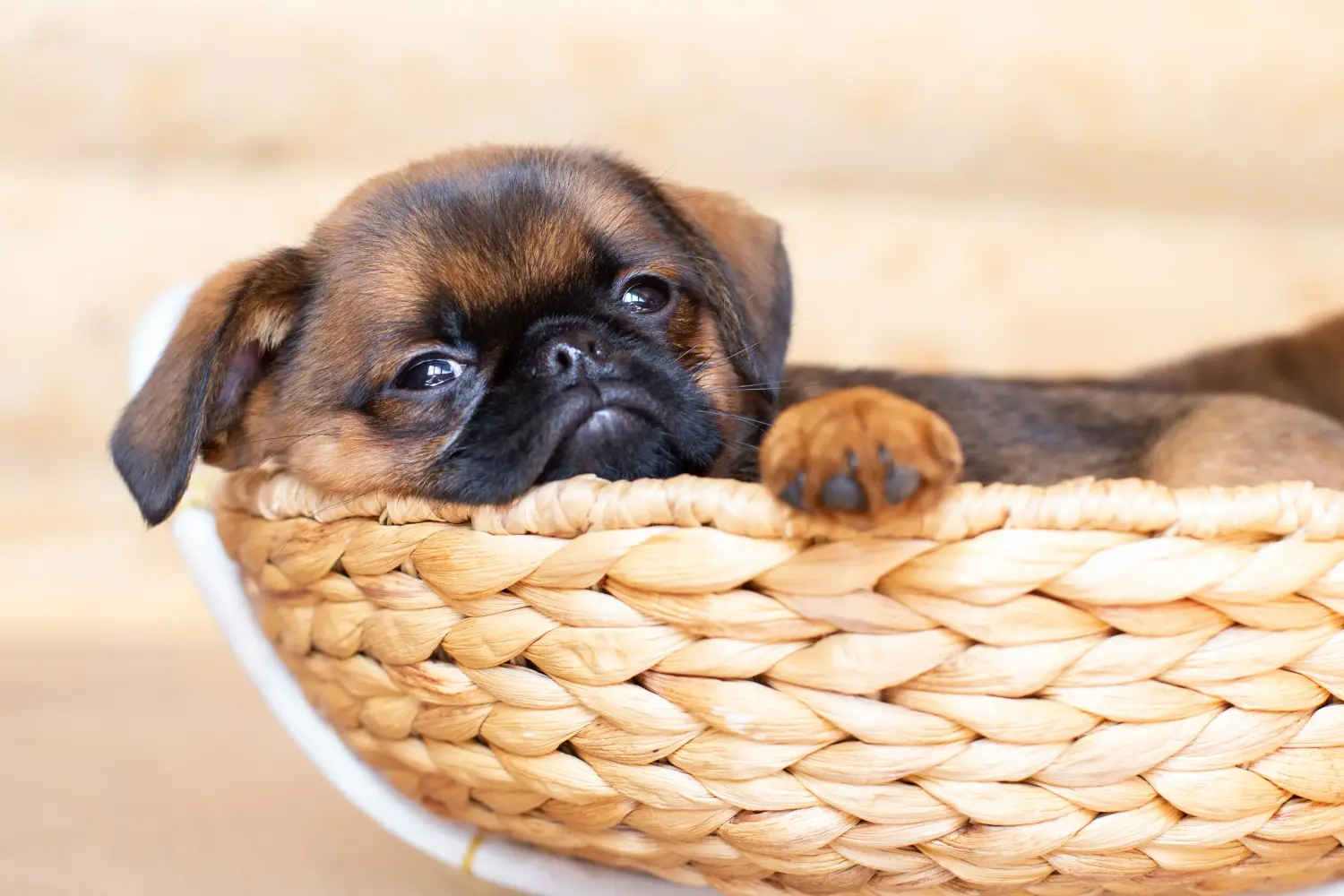 Comprar um cachorro Griffon Anão Belga significa assumir responsabilidades! Comprar cachorros Griffon Anão Belga.
