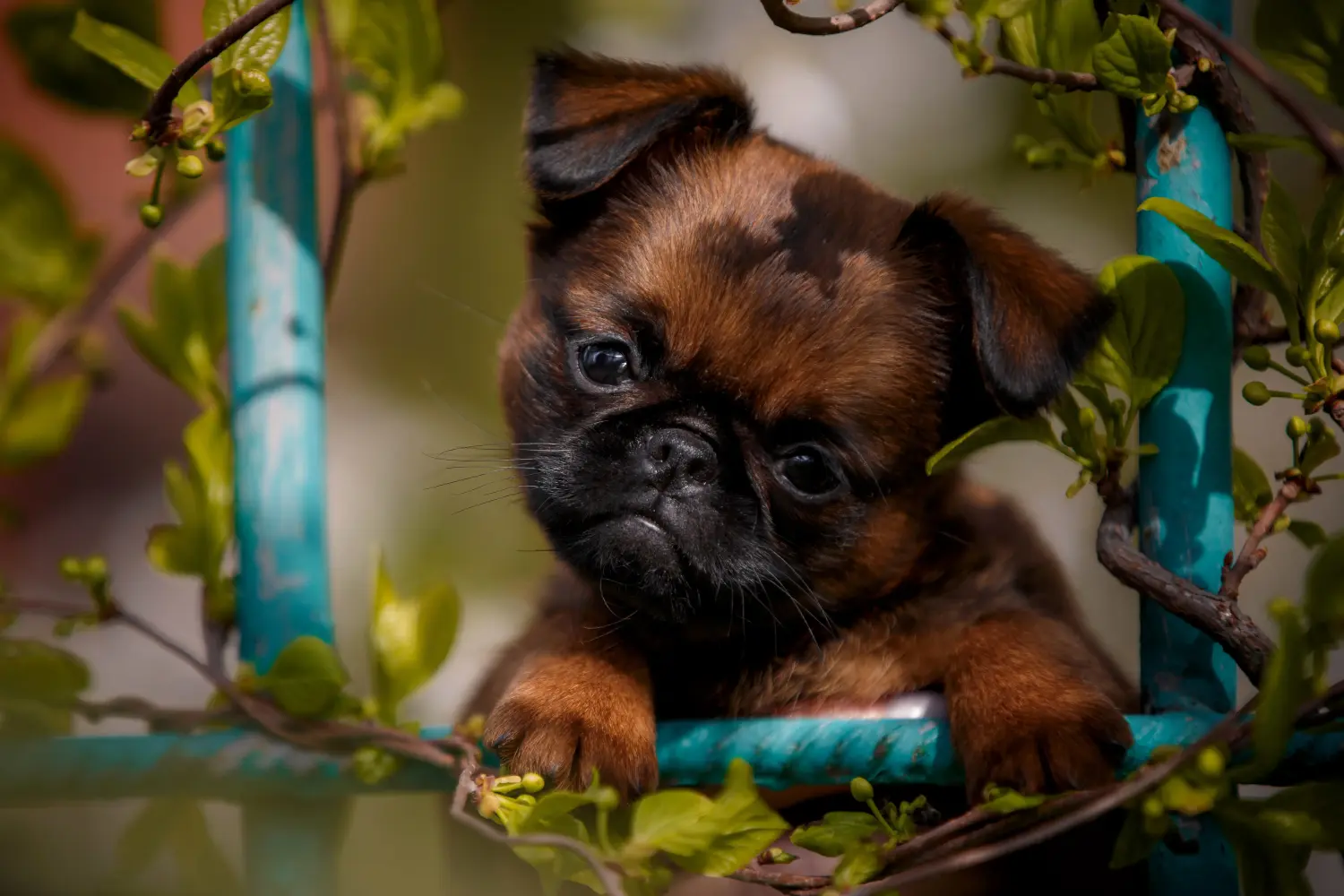 Comprar um cachorro Griffon Anão Belga significa assumir responsabilidades! Comprar cachorros Griffon Anão Belga.