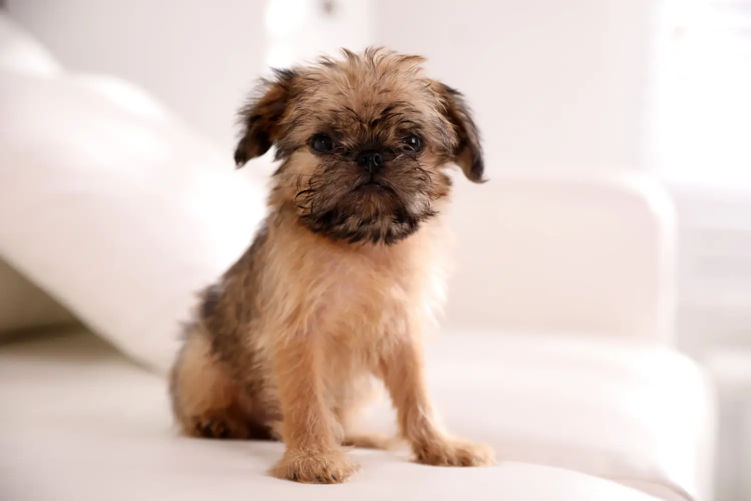 Comprar um cachorro Griffon Anão Belga significa assumir responsabilidades! Comprar cachorros Griffon Anão Belga.