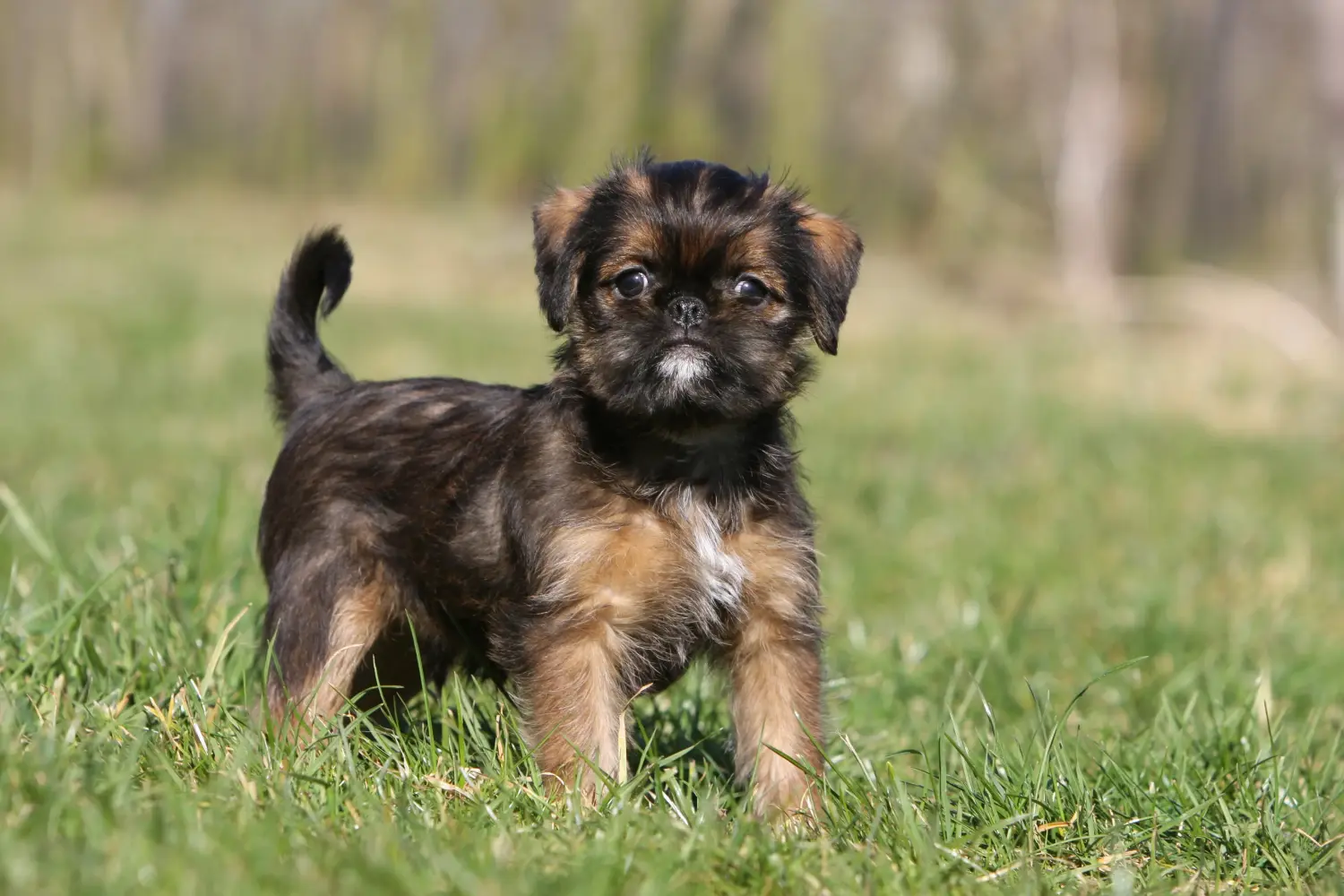 Comprar um cachorro Griffon Anão Belga significa assumir responsabilidades! Comprar cachorros Griffon Anão Belga.