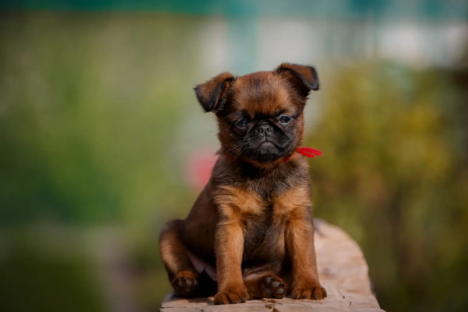 Comprar um cachorro Griffon Anão Belga significa assumir responsabilidades! Comprar cachorros Griffon Anão Belga.