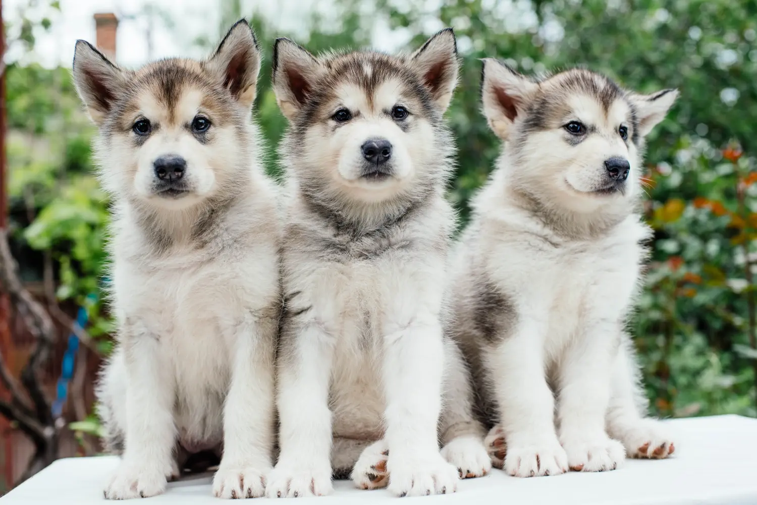 Comprar um cachorro Malamute do Alasca significa assumir responsabilidades! Comprar cachorros Malamute do Alasca.