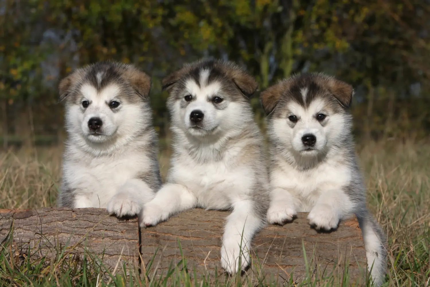 Comprar um cachorro Malamute do Alasca significa assumir responsabilidades! Comprar cachorros Malamute do Alasca.