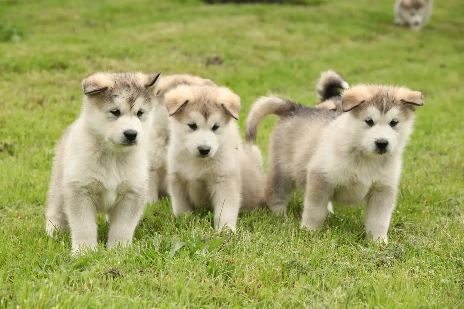 Comprar um cachorro Malamute do Alasca significa assumir responsabilidades! Comprar cachorros Malamute do Alasca.