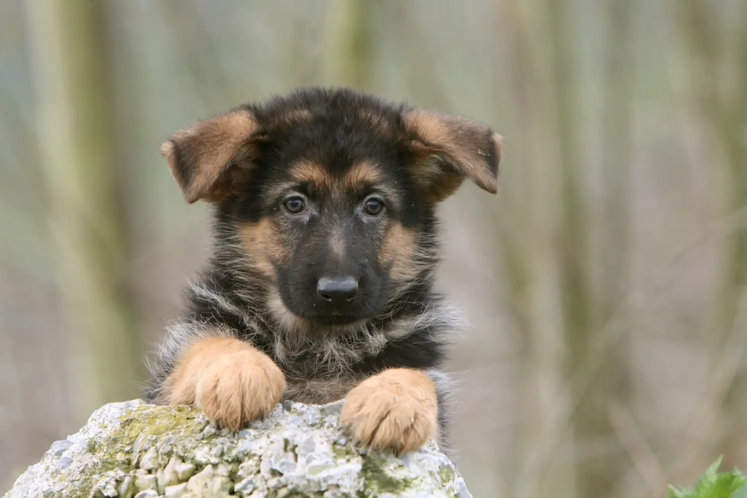 Comprar um cachorro pastor alemão significa assumir responsabilidades! Comprar cachorros de pastor alemão.