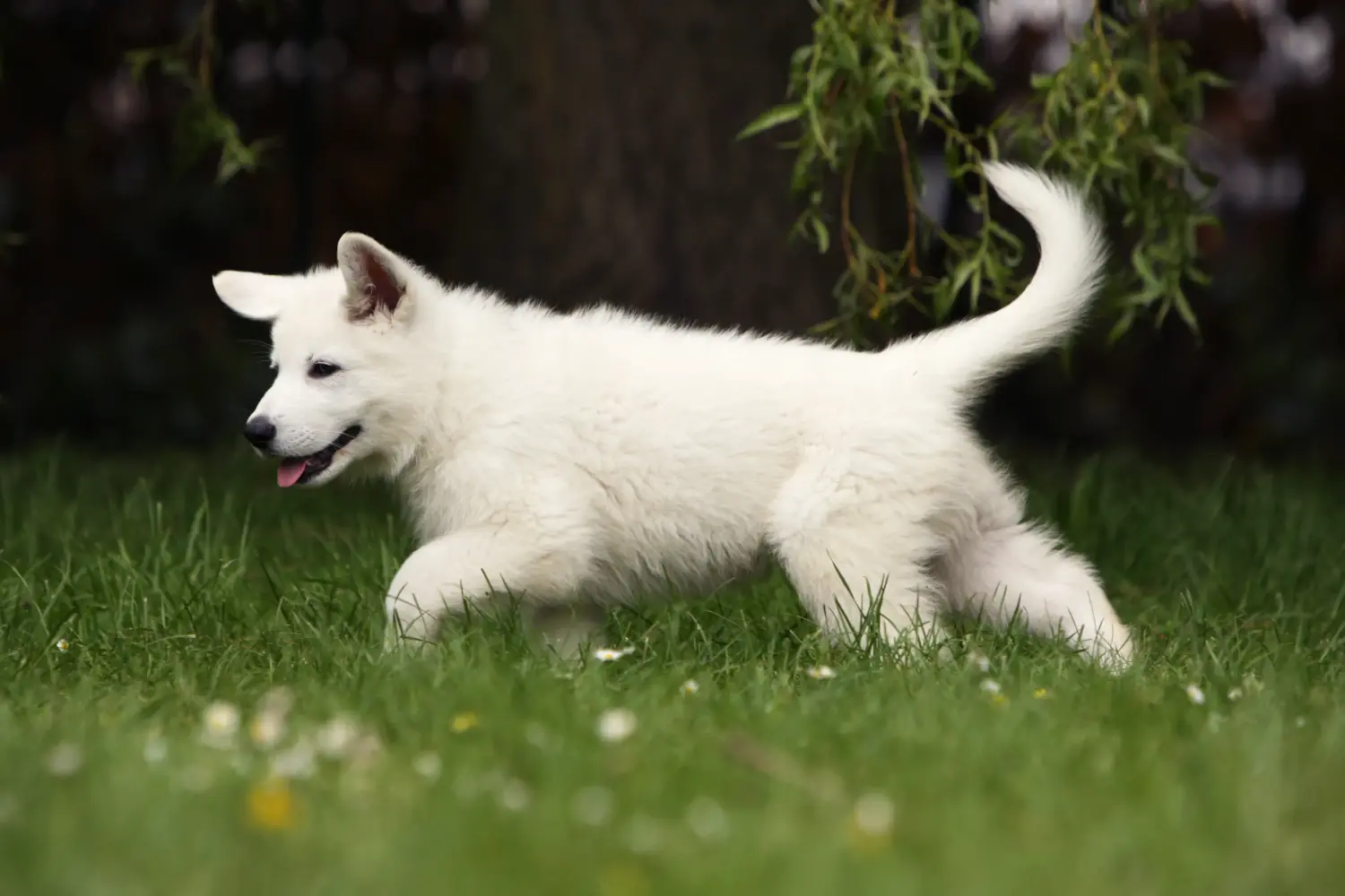 Comprar um cachorro de Pastor Suíço Branco significa assumir a responsabilidade! Comprar cachorros de pastor suíço branco.
