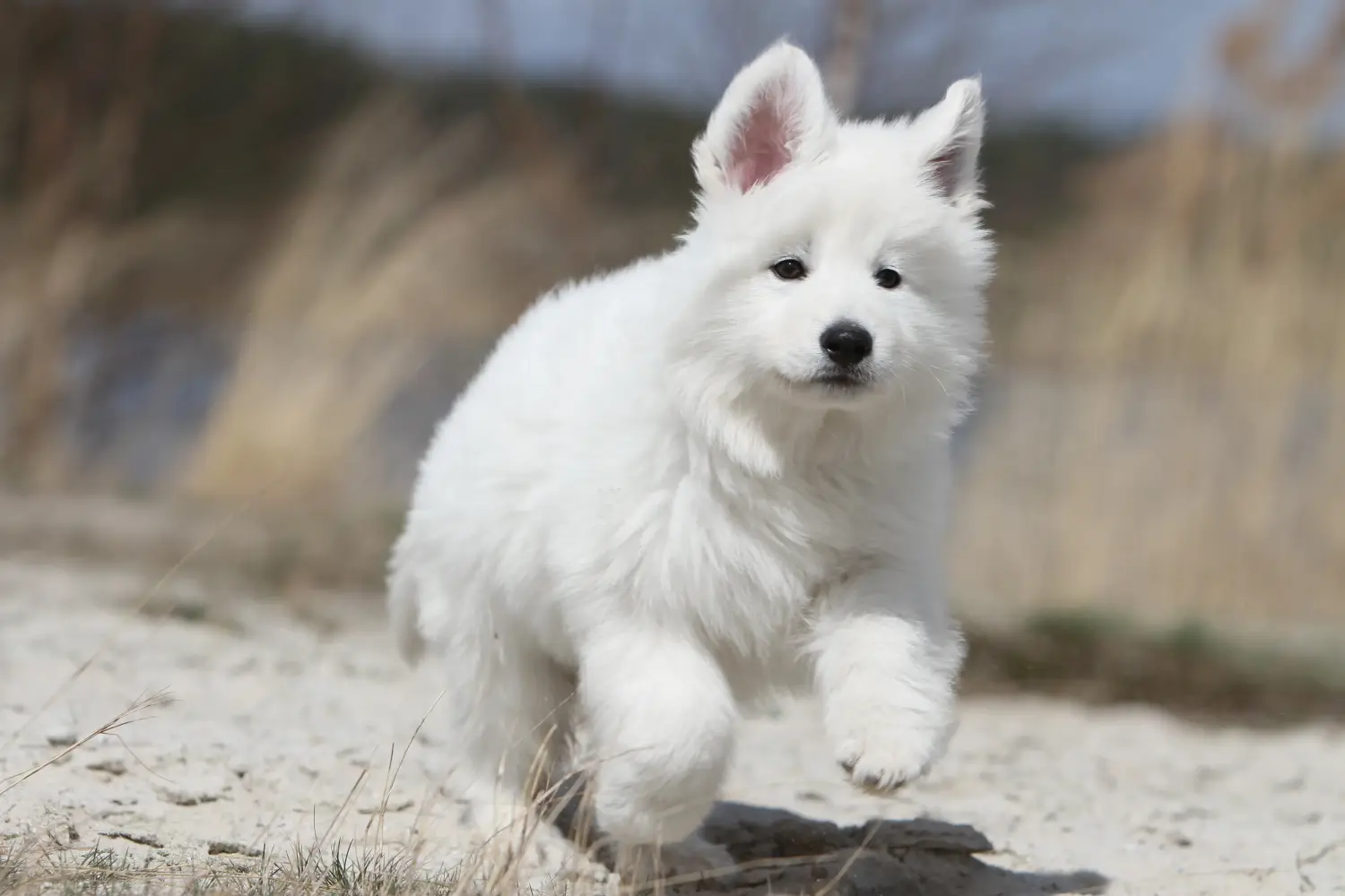 Comprar um cachorro de Pastor Suíço Branco significa assumir a responsabilidade! Comprar cachorros de pastor suíço branco.