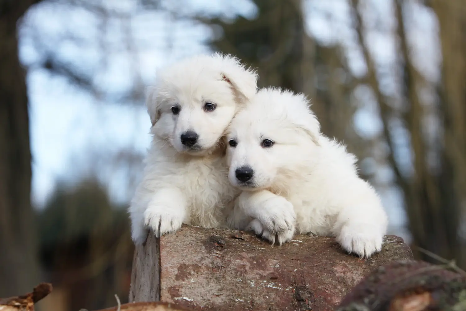 Comprar um cachorro de Pastor Suíço Branco significa assumir a responsabilidade! Comprar cachorros de pastor suíço branco.