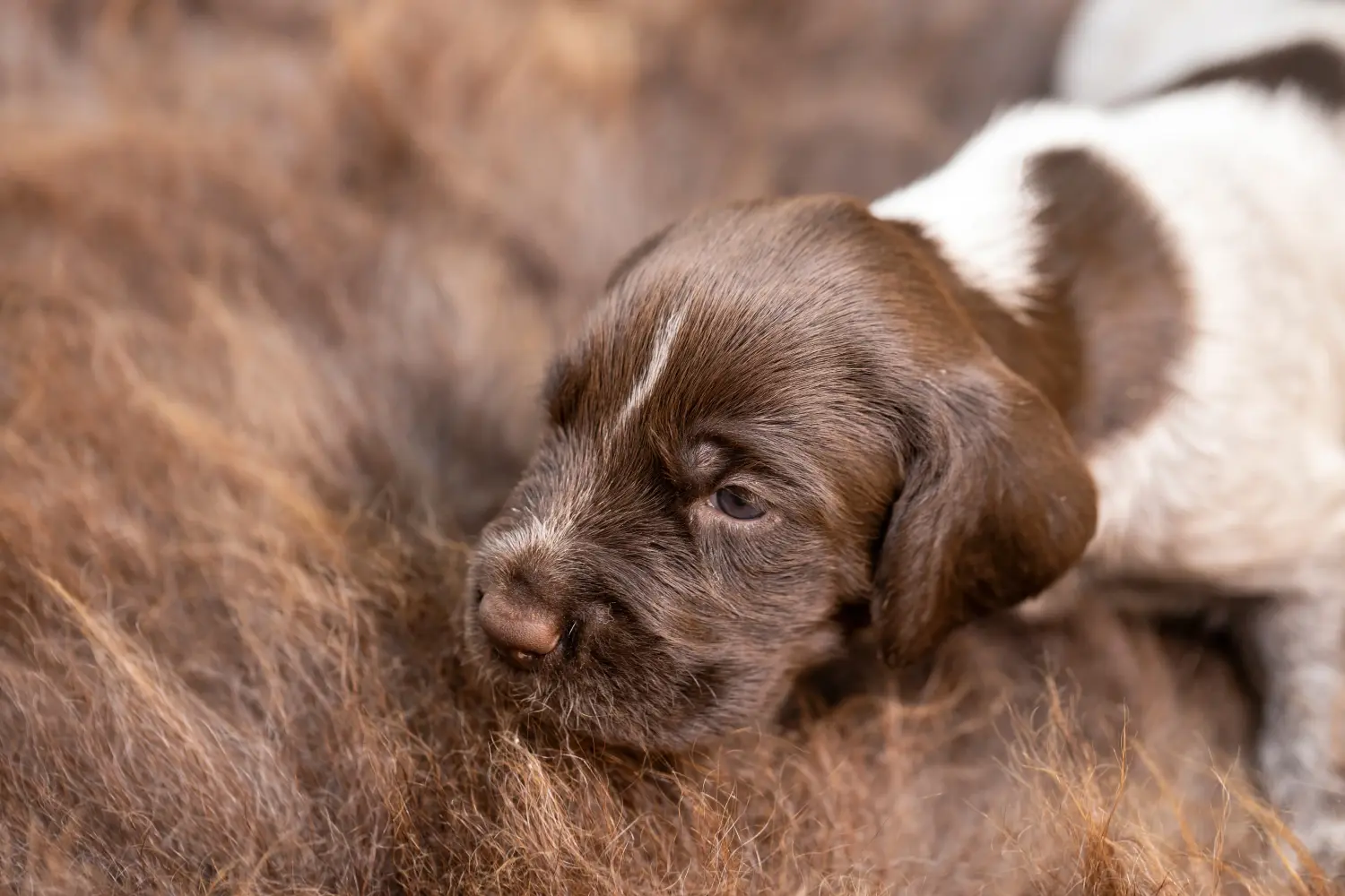 Comprar um cachorro de pelo de arame alemão significa assumir responsabilidades! Comprar cachorros de pelo cerdoso alemão.
