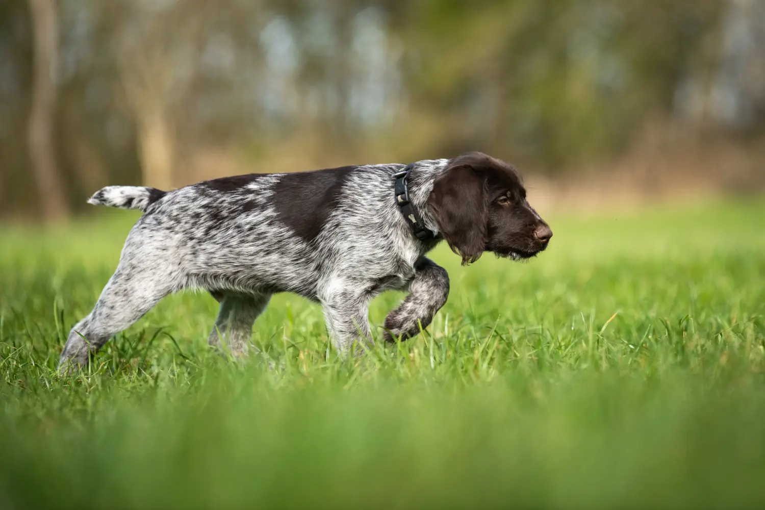 Comprar um cachorro de pelo de arame alemão significa assumir responsabilidades! Comprar cachorros de pelo cerdoso alemão.