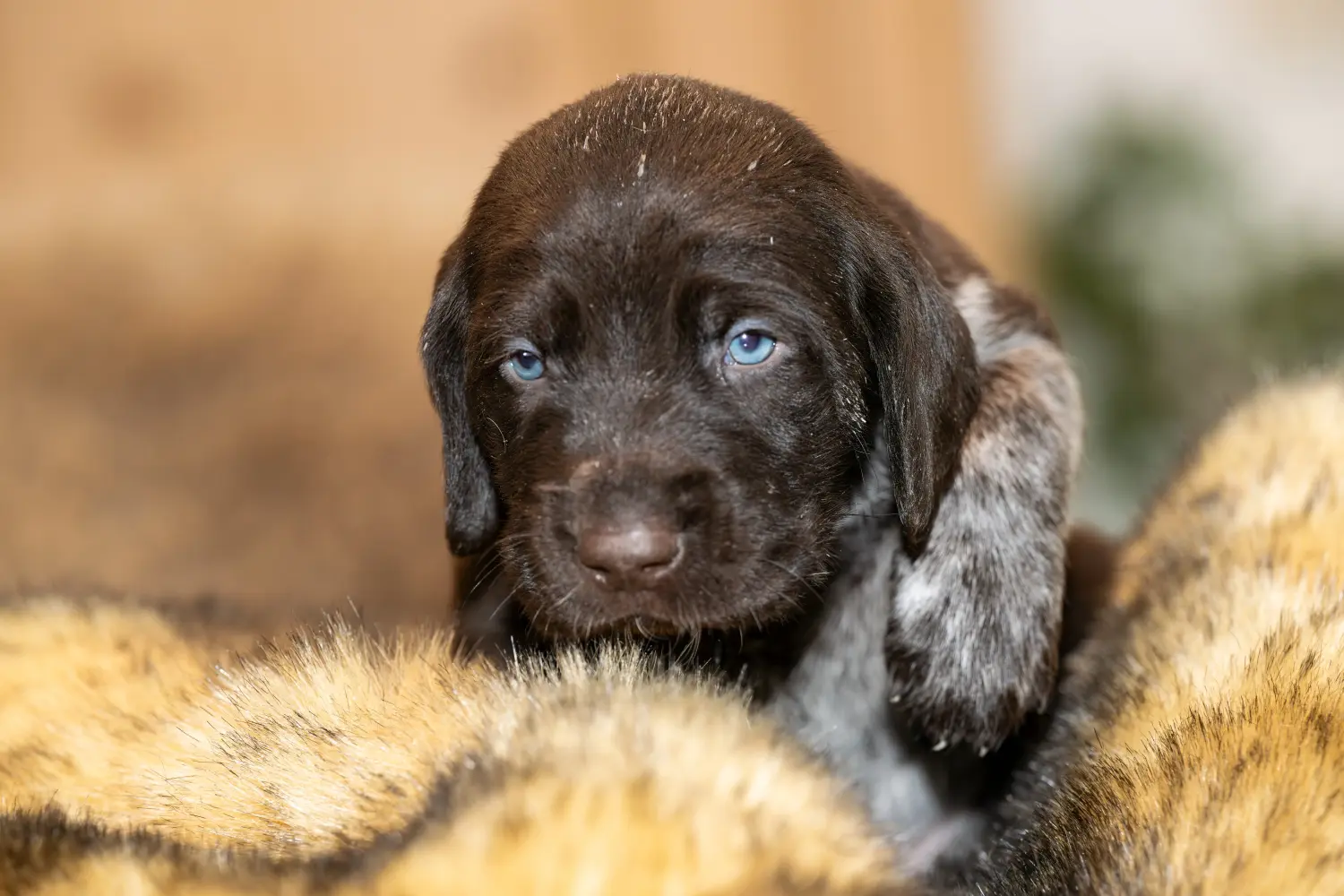 Comprar um cachorro de pelo de arame alemão significa assumir responsabilidades! Comprar cachorros de pelo cerdoso alemão.