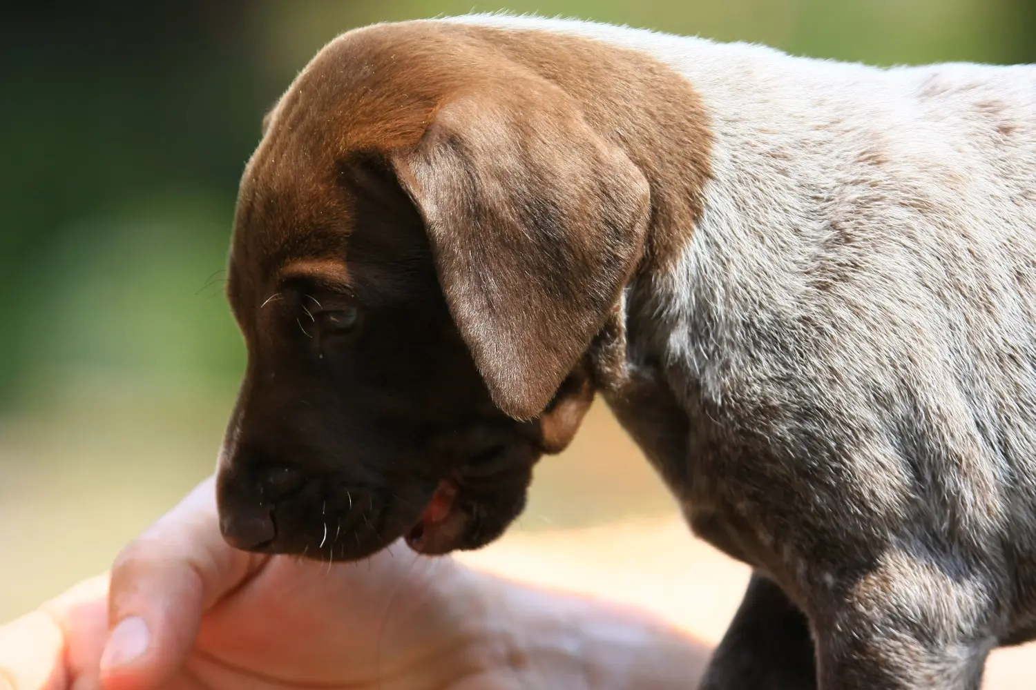 Comprar um cachorro de pelo curto alemão significa assumir responsabilidades! Comprar cachorros de pelo curto alemão.