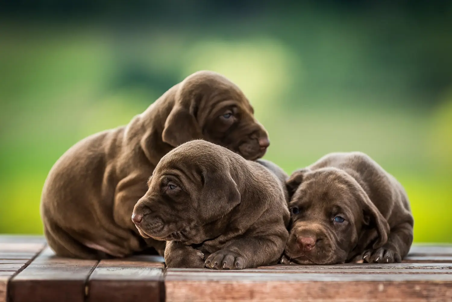 Comprar um cachorro de pelo curto alemão significa assumir responsabilidades! Comprar cachorros de pelo curto alemão.