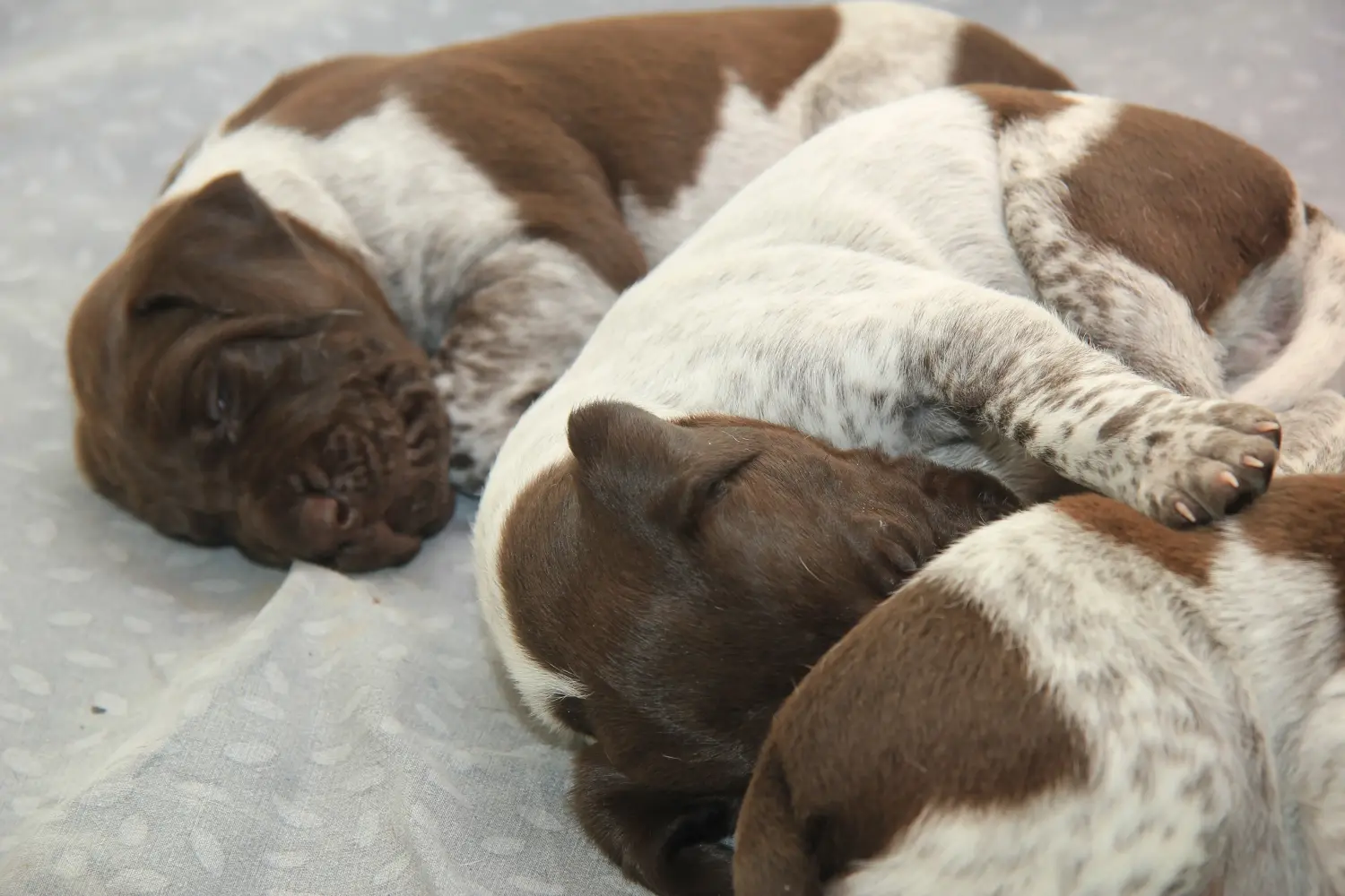 Comprar um cachorro de pelo curto alemão significa assumir responsabilidades! Comprar cachorros de pelo curto alemão.
