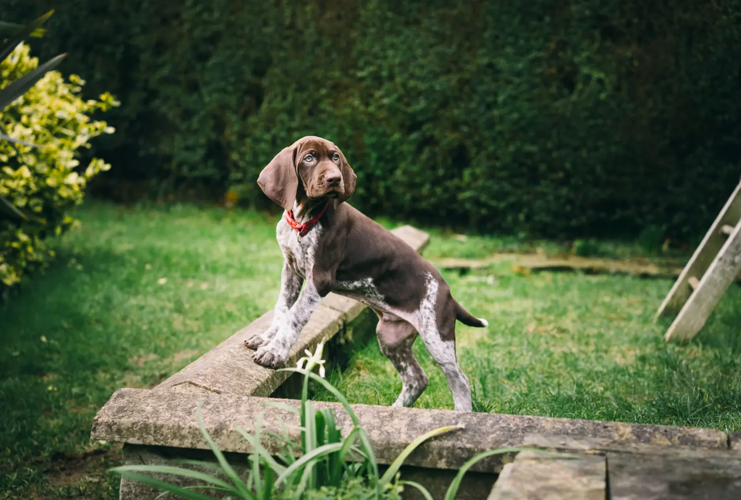 Comprar um cachorro de pelo curto alemão significa assumir responsabilidades! Comprar cachorros de pelo curto alemão.