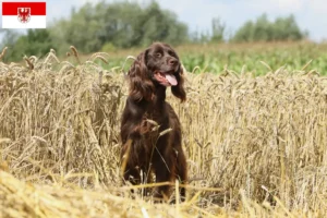 Read more about the article Criadores de pelo comprido alemão e cachorros em Brandenburg