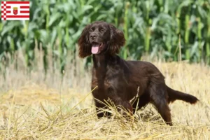 Read more about the article Criadores de pelo comprido alemão e cachorros em Bremen