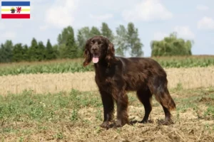 Read more about the article Criadores de pelo comprido alemão e cachorros em Mecklenburg-Vorpommern