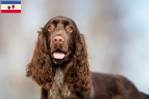 Read more about the article Criadores de Field Spaniel e cachorros em Mecklenburg-Vorpommern