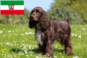 Read more about the article Criadores de Field Spaniel e cachorros na Renânia do Norte-Vestefália