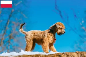 Read more about the article Criadores e cachorros de Irish Soft Coated Wheaten Terrier na Polónia