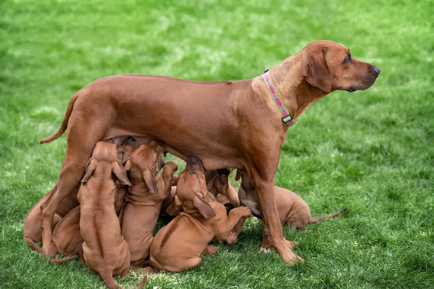 Comprar um cachorro da raça Rhodesian Ridgeback significa assumir responsabilidades! Comprar cachorros Rhodesian Ridgeback.