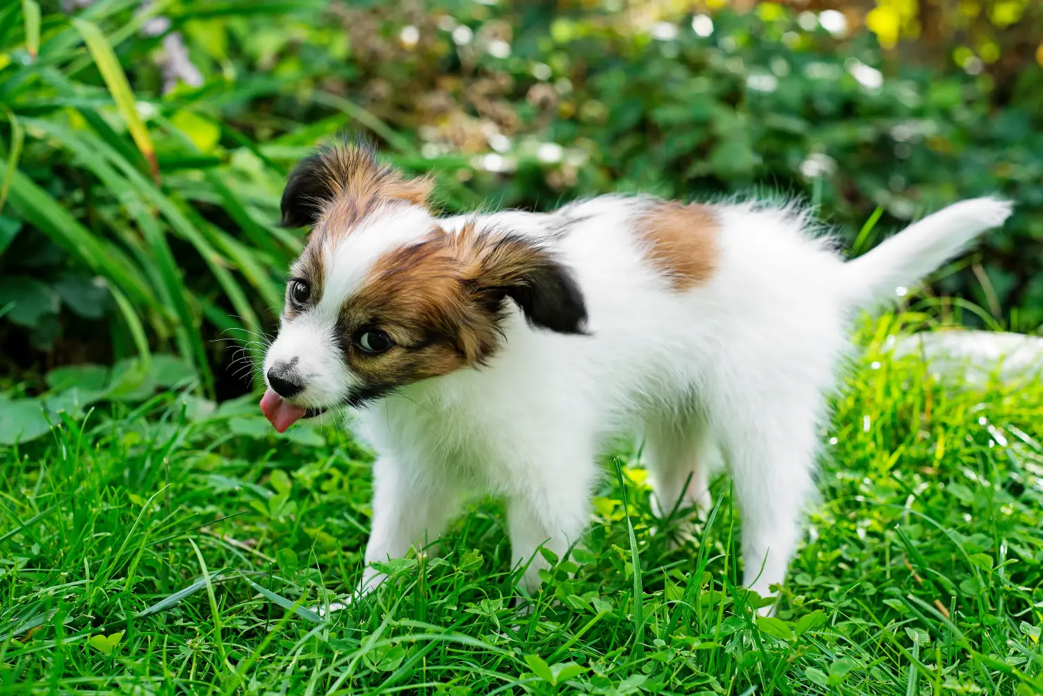 Comprar um cachorro Spaniel Miniatura Continental significa assumir a responsabilidade! Comprar cachorros Spaniel Miniatura Continental.