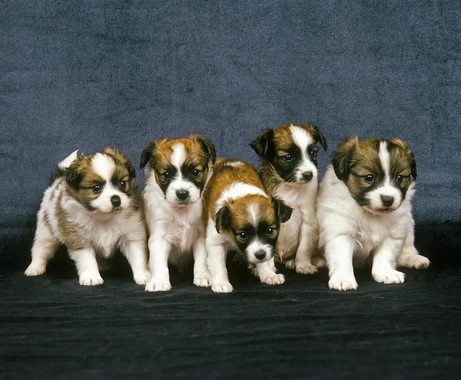 Comprar um cachorro Spaniel Miniatura Continental significa assumir a responsabilidade! Comprar cachorros Spaniel Miniatura Continental.