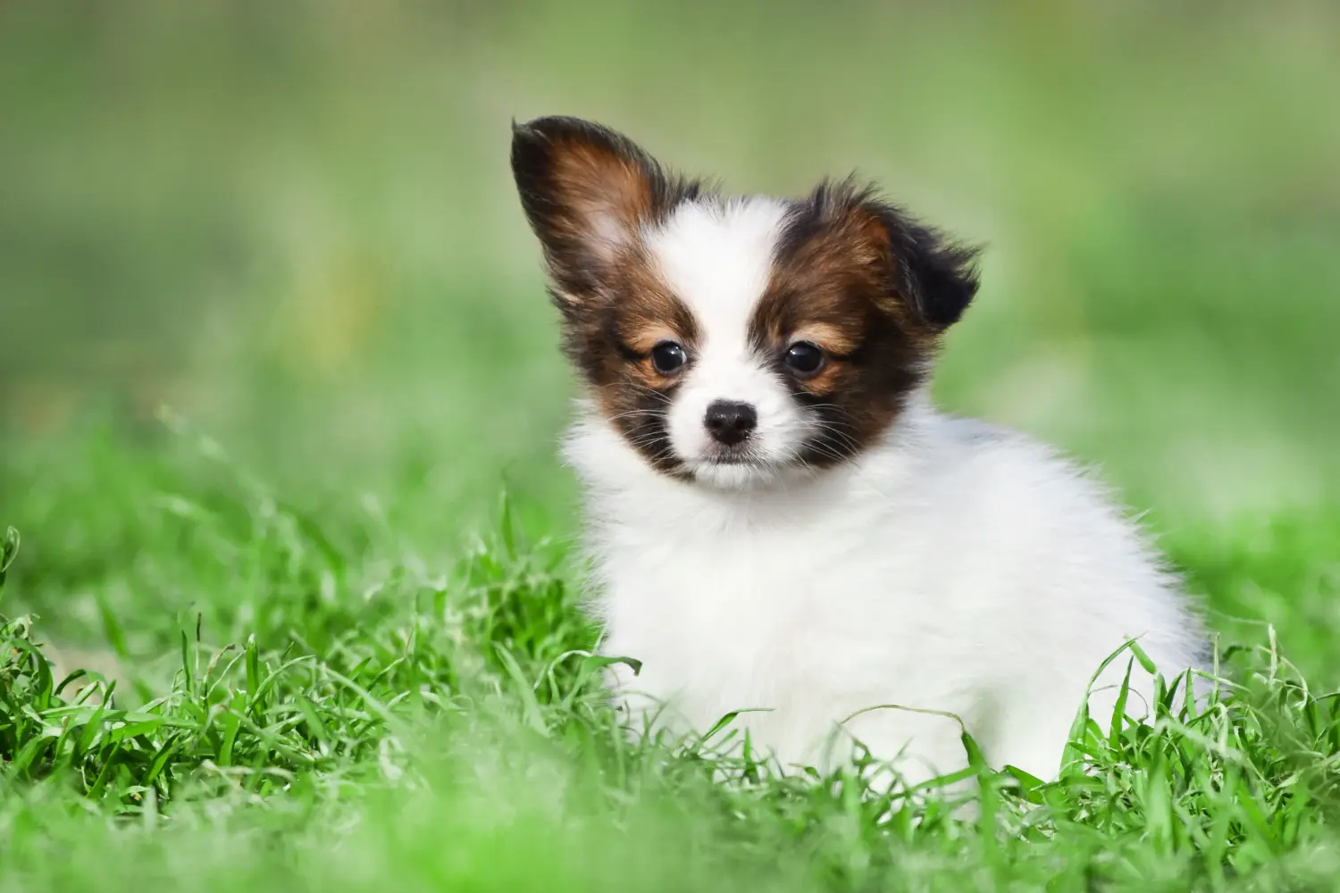 Comprar um cachorro Spaniel Miniatura Continental significa assumir a responsabilidade! Comprar cachorros Spaniel Miniatura Continental.