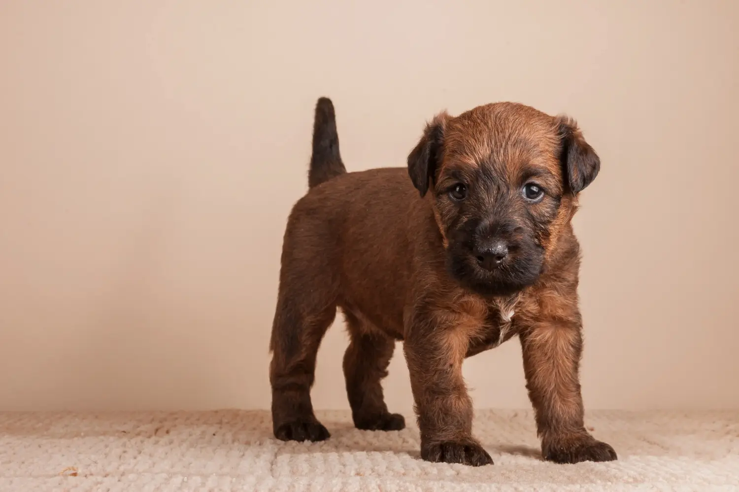 Comprar um cachorro Terrier Irlandês significa assumir responsabilidades! Comprar cachorros Terrier irlandês.