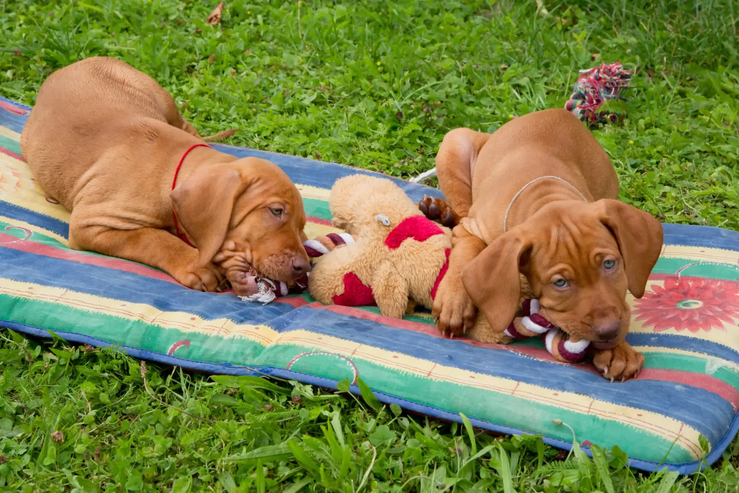 Comprar um cachorro Vizsla Magyar significa assumir responsabilidades! Comprar cachorros Magyar Vizsla.