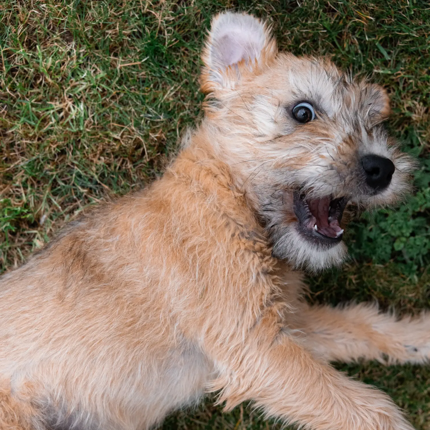 Comprar um cachorro da raça Irish Soft Coated Wheaten Terrier significa assumir responsabilidades! Comprar cachorros Wheaten Terrier revestidos de peles macias irlandeses.
