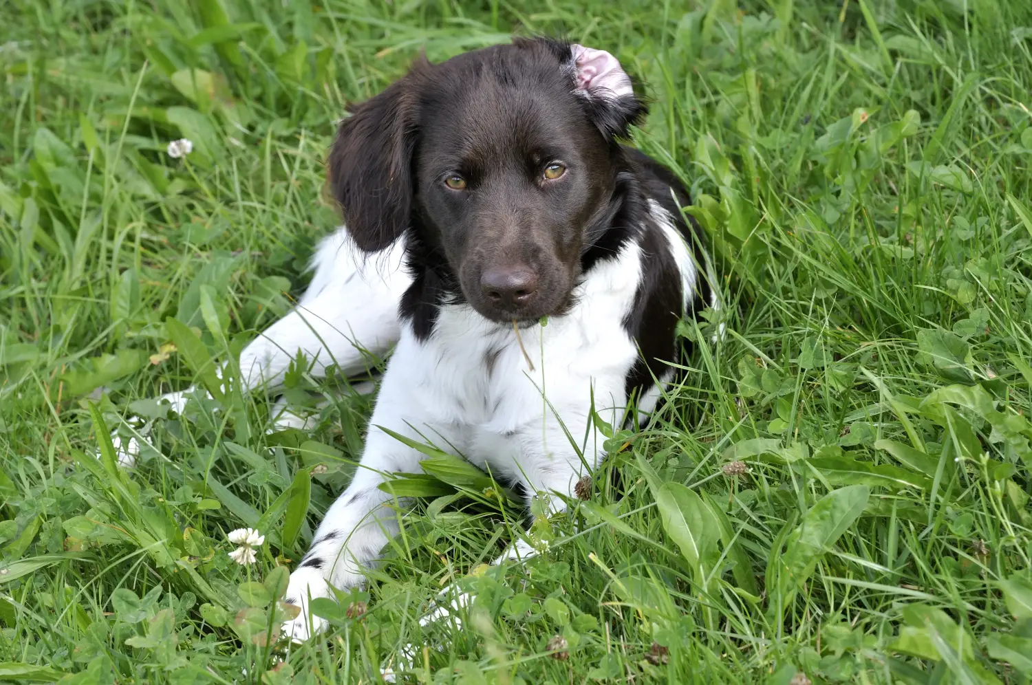 Comprar um cachorro Kleiner Münsterländer significa assumir a responsabilidade! Comprar cachorros Münsterländer de pequeno porte.