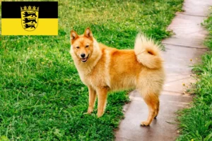 Read more about the article Criadores de Finnenspitz e cachorros em Baden-Württemberg