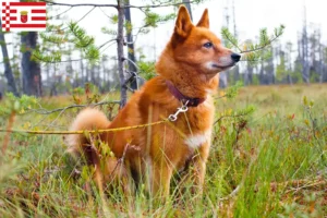 Read more about the article Finnenspitz criador e cachorros em Bremen