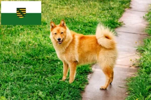 Read more about the article Criadores de Finnenspitz e cachorros na Saxónia