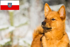 Read more about the article Criadores de Finnenspitz e cachorros na Turíngia
